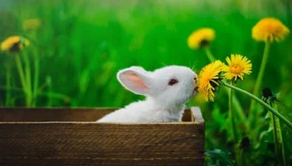 开云平台-阿尔巴尼亚女篮在欧洲锦标赛中表现亮眼，成功突围，阿尔巴尼亚欧洲杯